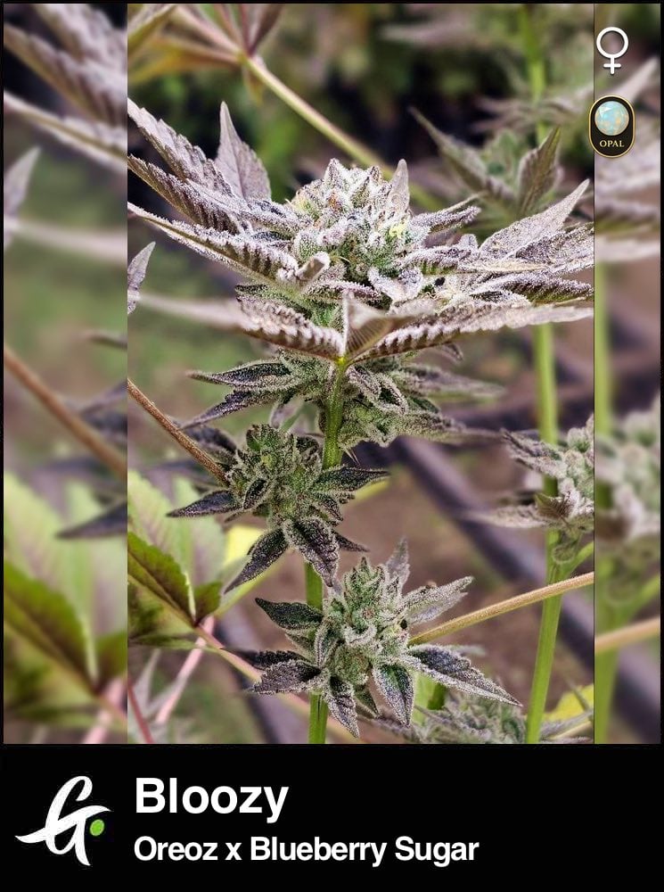 Bloozy-Strain-by-Greenpoint-Seeds