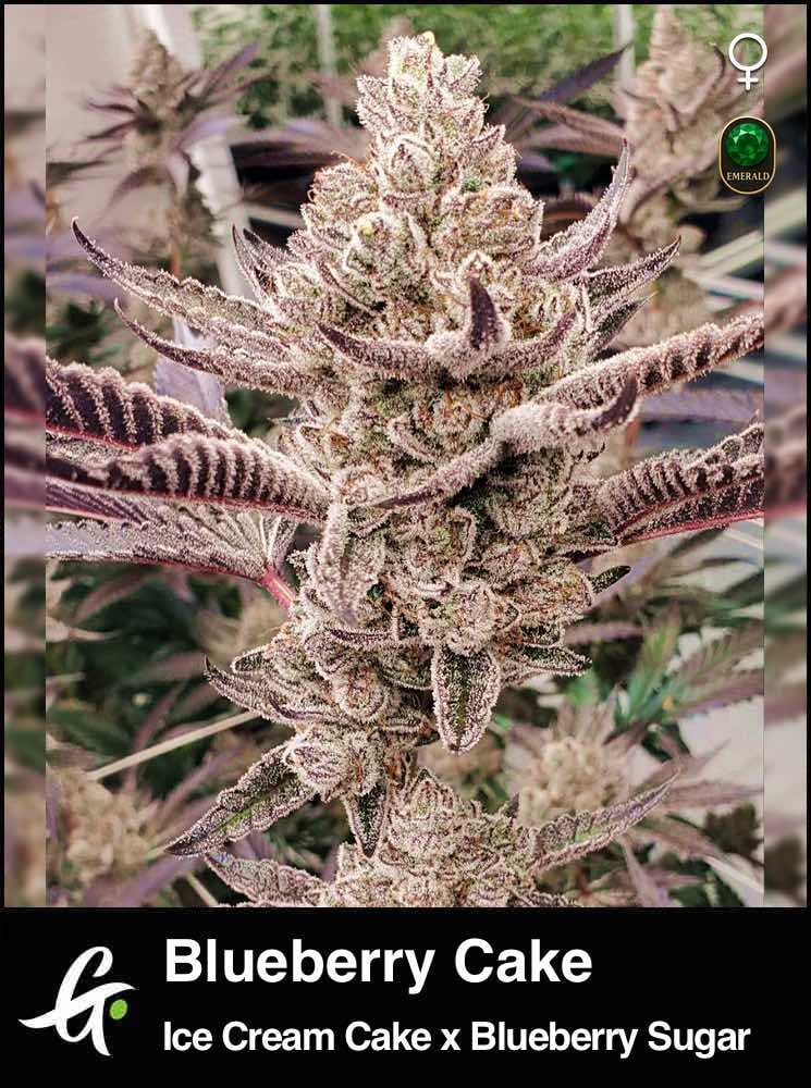 Blueberry Cake