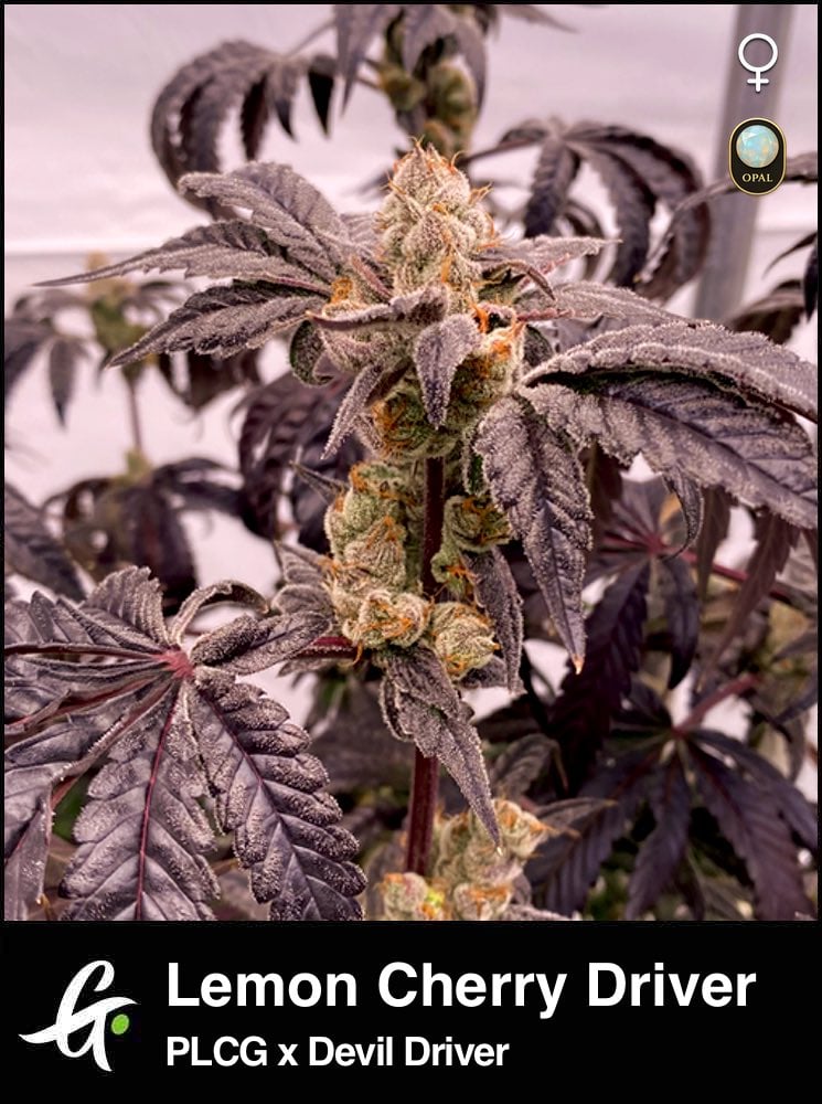 Lemon Cherry Driver Strain