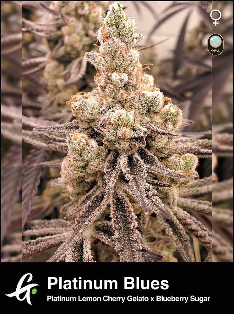 Platinum Blues-Strain-by-Greenpoint-Seeds