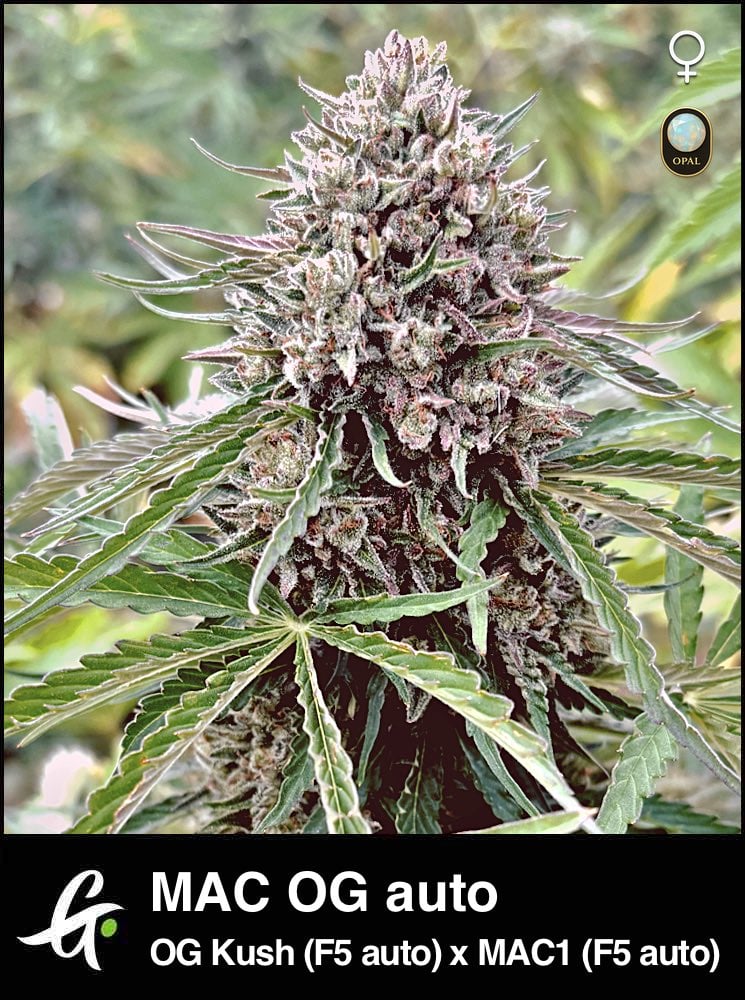 Mac og strain thca