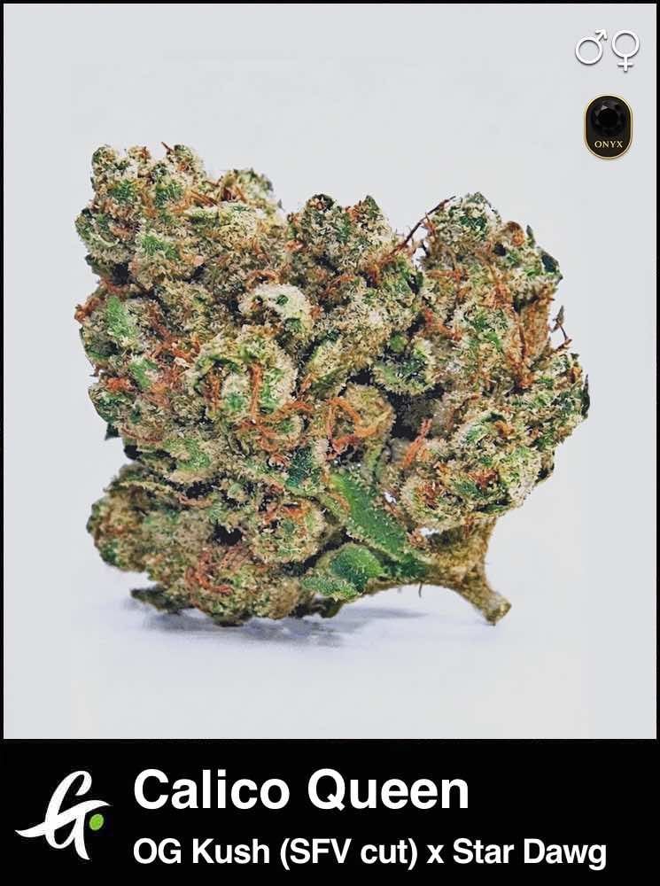 Calico Queen (SFV OG Kush x Star Dawg) strain by Greenpoint Seeds