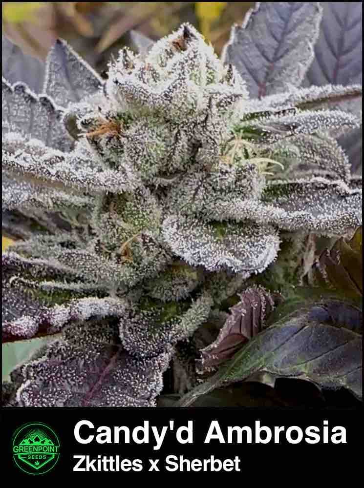 Candy'd Ambrosia