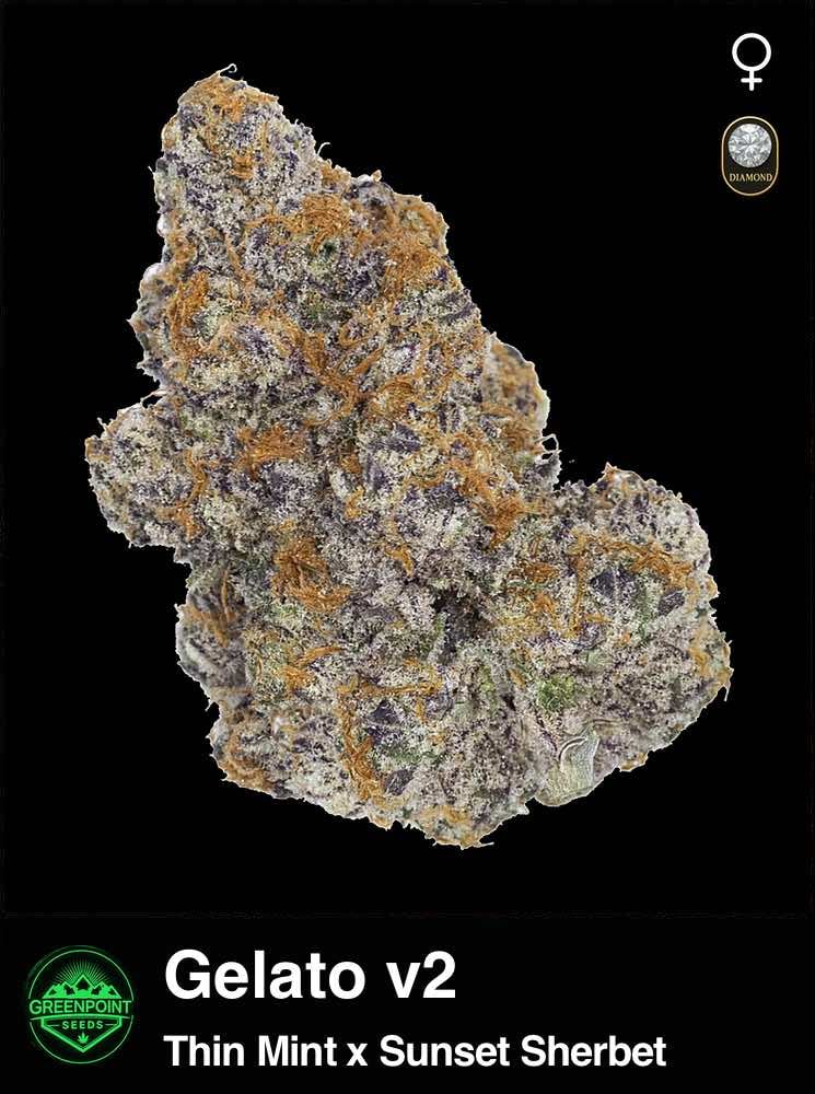 Gelato v2