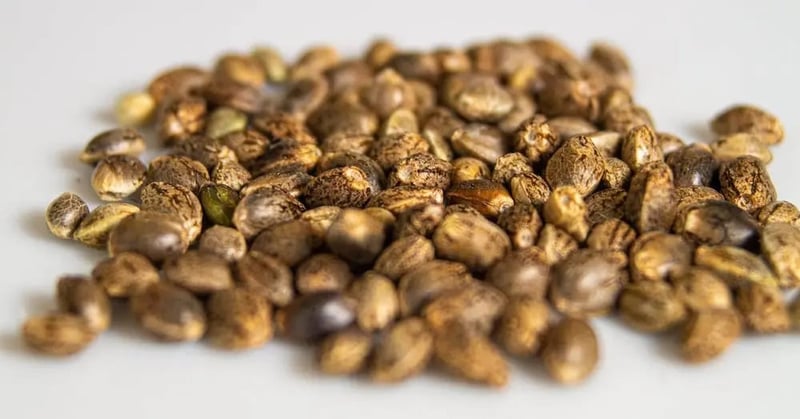 Feminized Cannabis Seeds