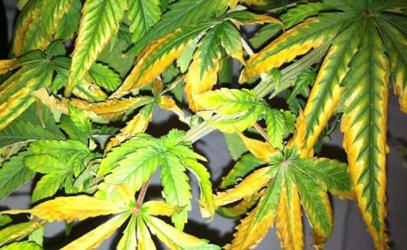 Cannabis Plant Stress