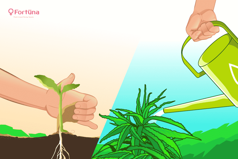 Cannabis Nutrient Guide