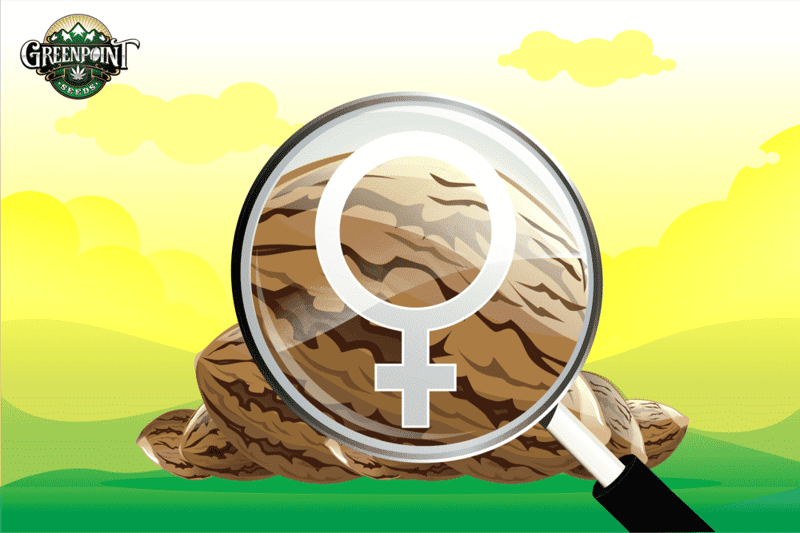 What are feminized seeds