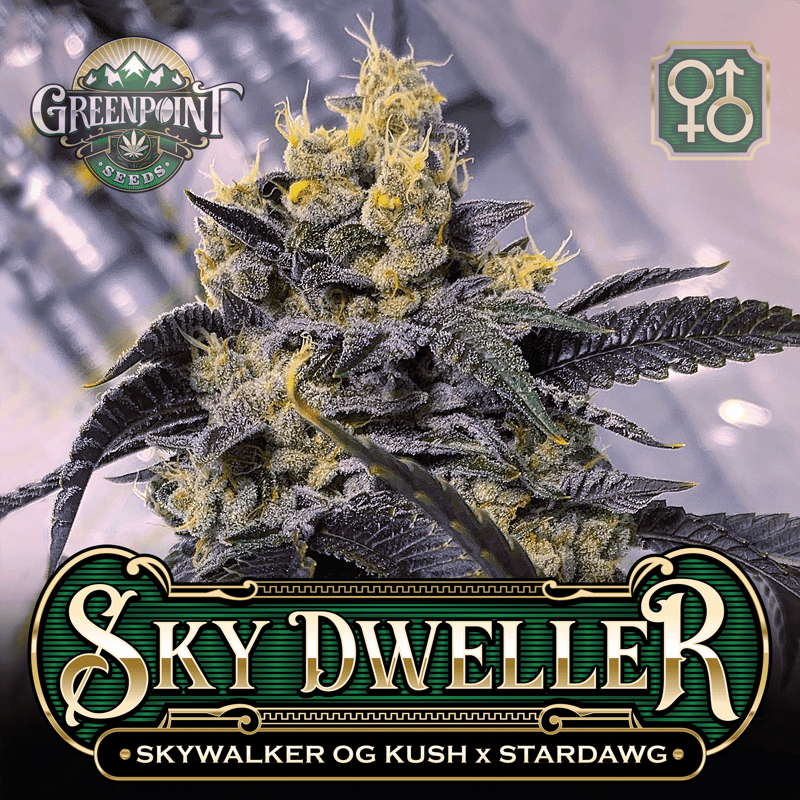 Tahoe Alien #5 x Stardawg Seeds | Sky Warden Cannabis Seeds - USA