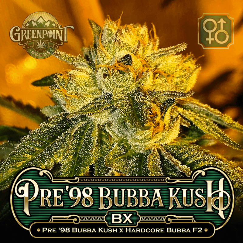 Pre 98 Bubba Kush x Hardcore Bubba F2 Seeds - Pre '98 Bubba Kush Cannabis Seeds - Colorado Seed Bank