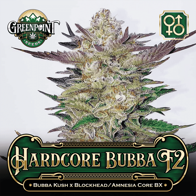 Bubba Kush x Blockhead/Amnesia Core BX Seeds - Hardcore Bubba F2 Cannabis Seeds - Colorado Seed Bank