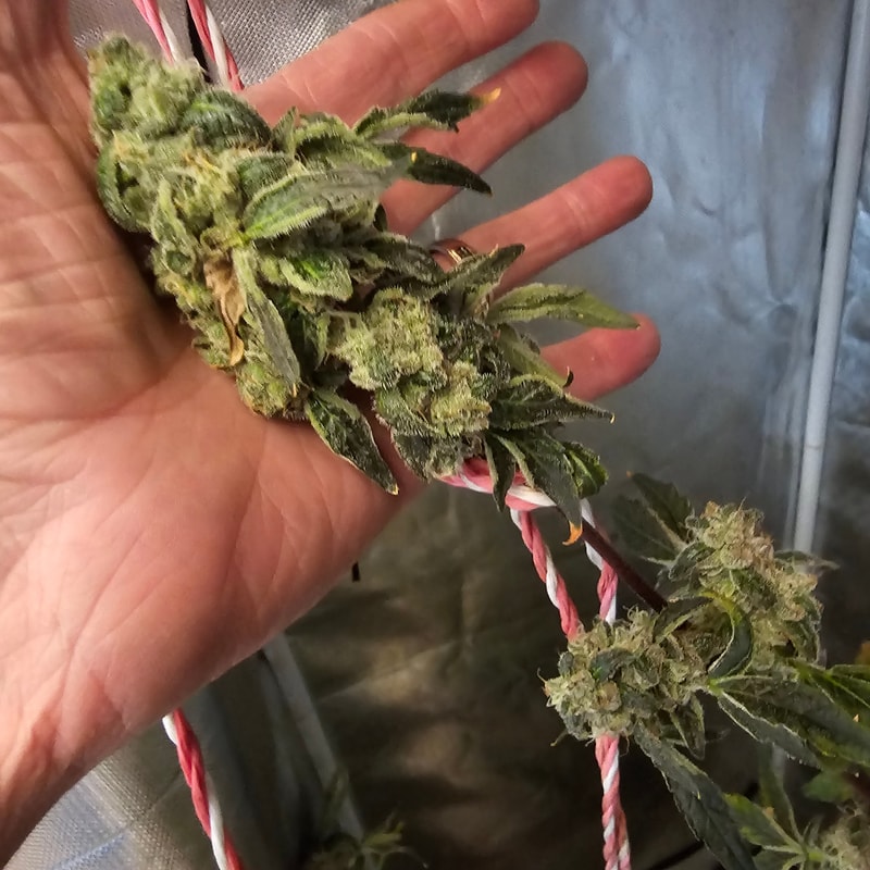 Image #2 from David Meszko