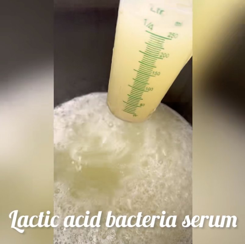 Lactic acid bacteria serum after being strained