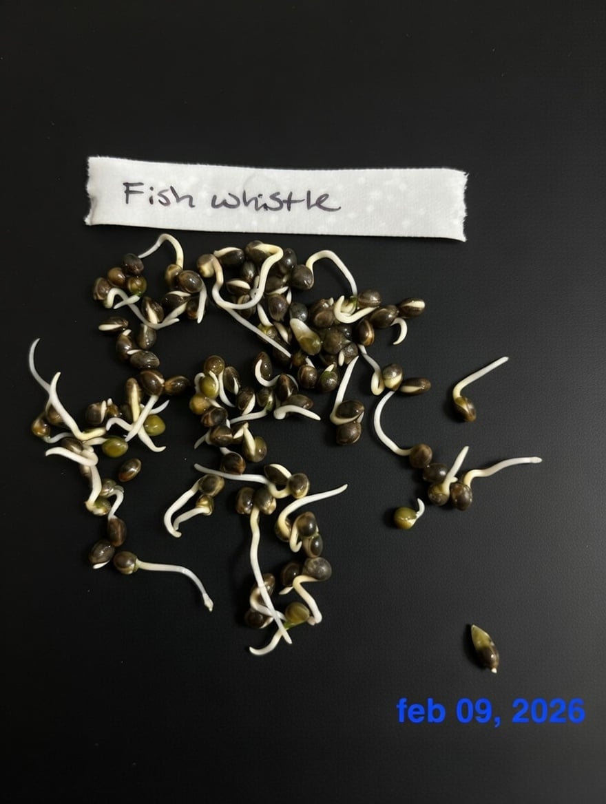 Fish whistle germination
