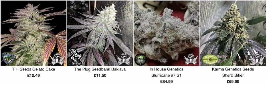 Attitude Seed Bank Seeds