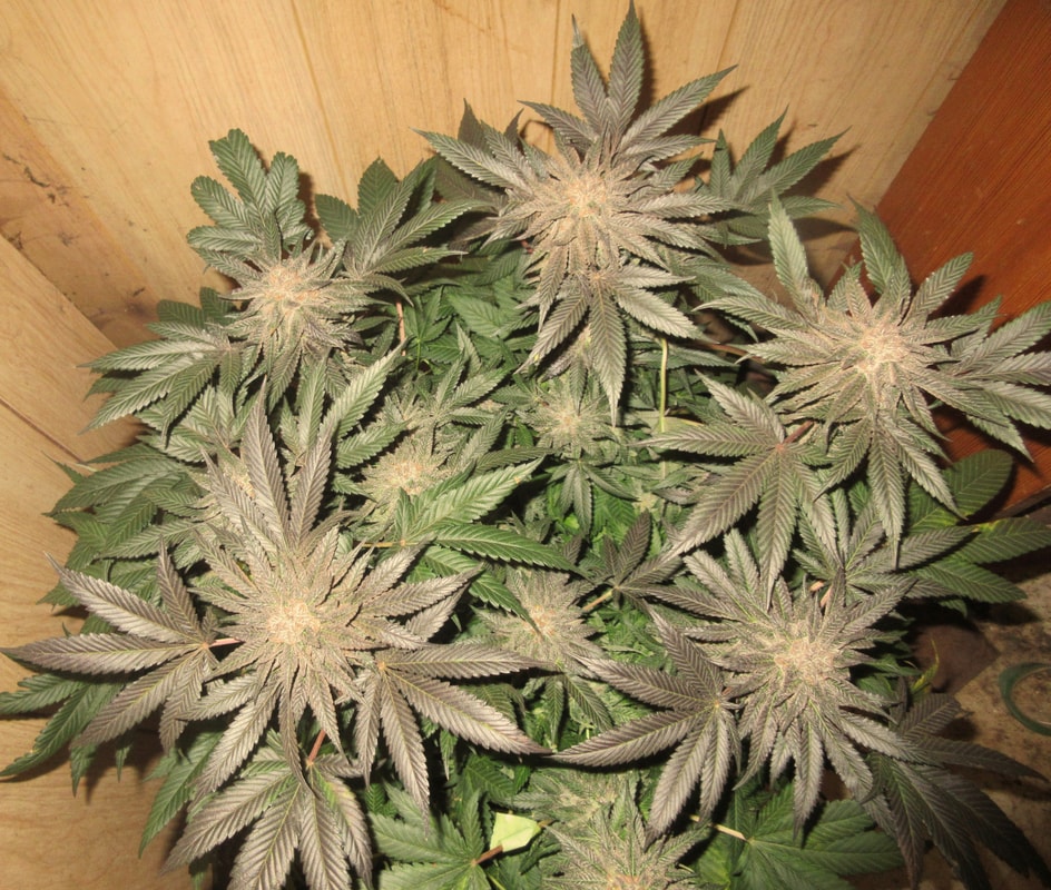 Image #2 from Douglas Christou