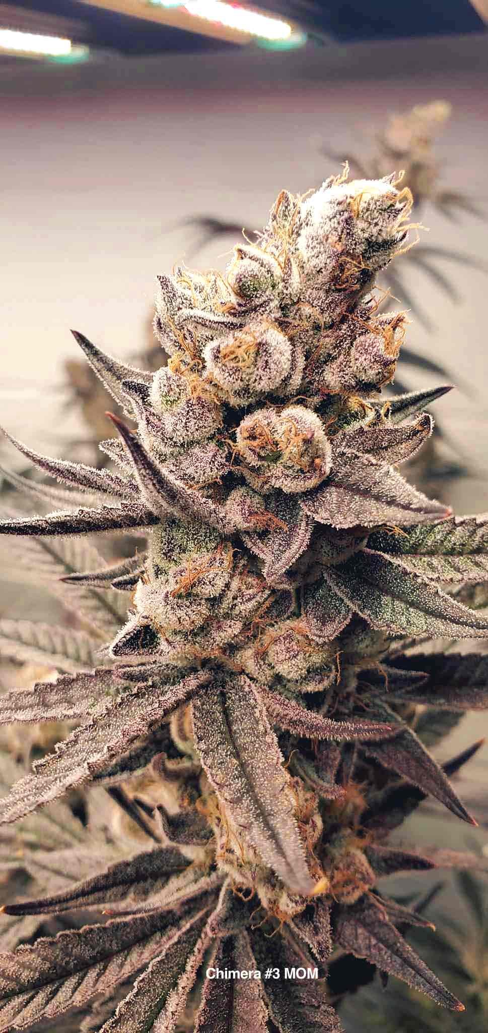 Chimera #3 strain bred by Beleaf