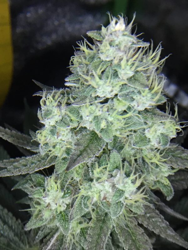 Eagle Scout - Girl Scout Cookies x Stardawg Strain | Greenpoint Seeds