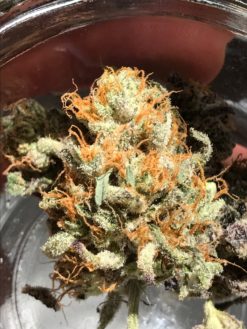 Golden Nugget strain Greenpoint Seeds
