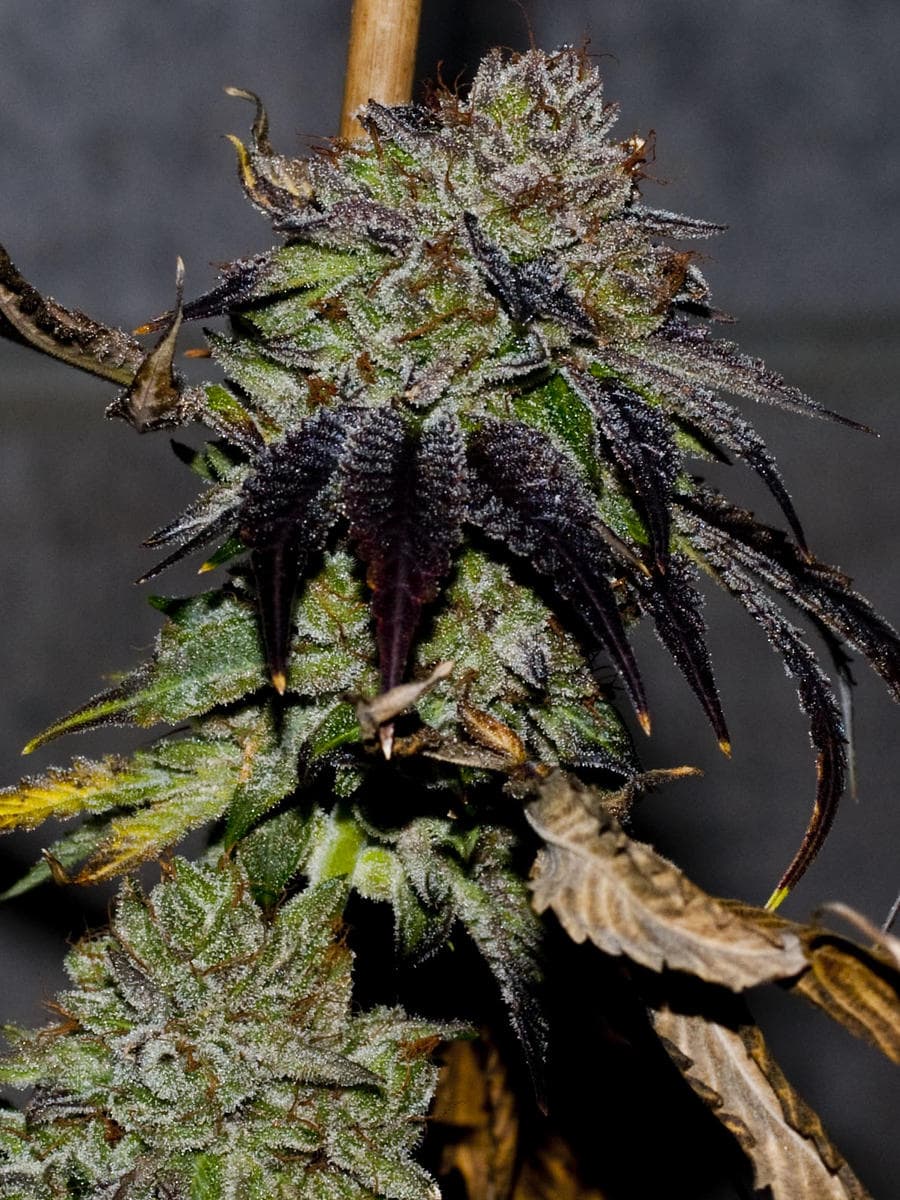 Gelato #45 S1 Marijuana Seeds - GPS Gelato #45 S1 Marijuana Seeds - GPS