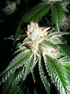 GG4 Cannabis Seeds - Greenpoint Seeds