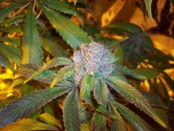 Mimosa Seeds S1 Weed Seeds - Greenpoint Seeds