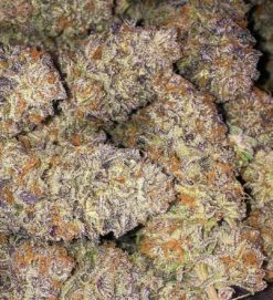 Purple Punch S1 Feminized Seeds