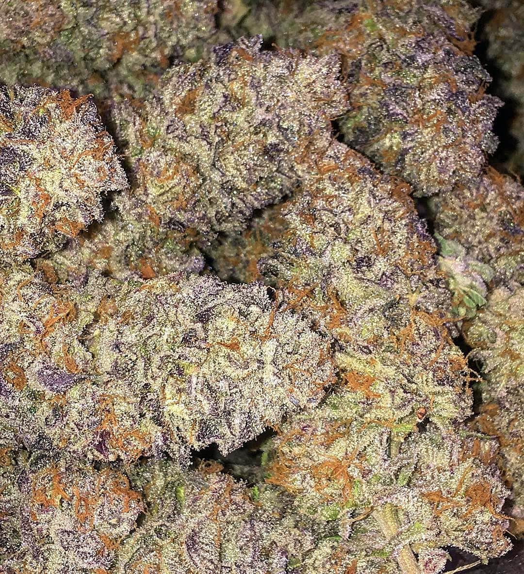 Purple Punch S1 Feminized Seeds Purple Punch S1 Feminized Seeds