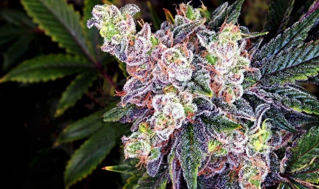 malibu strain