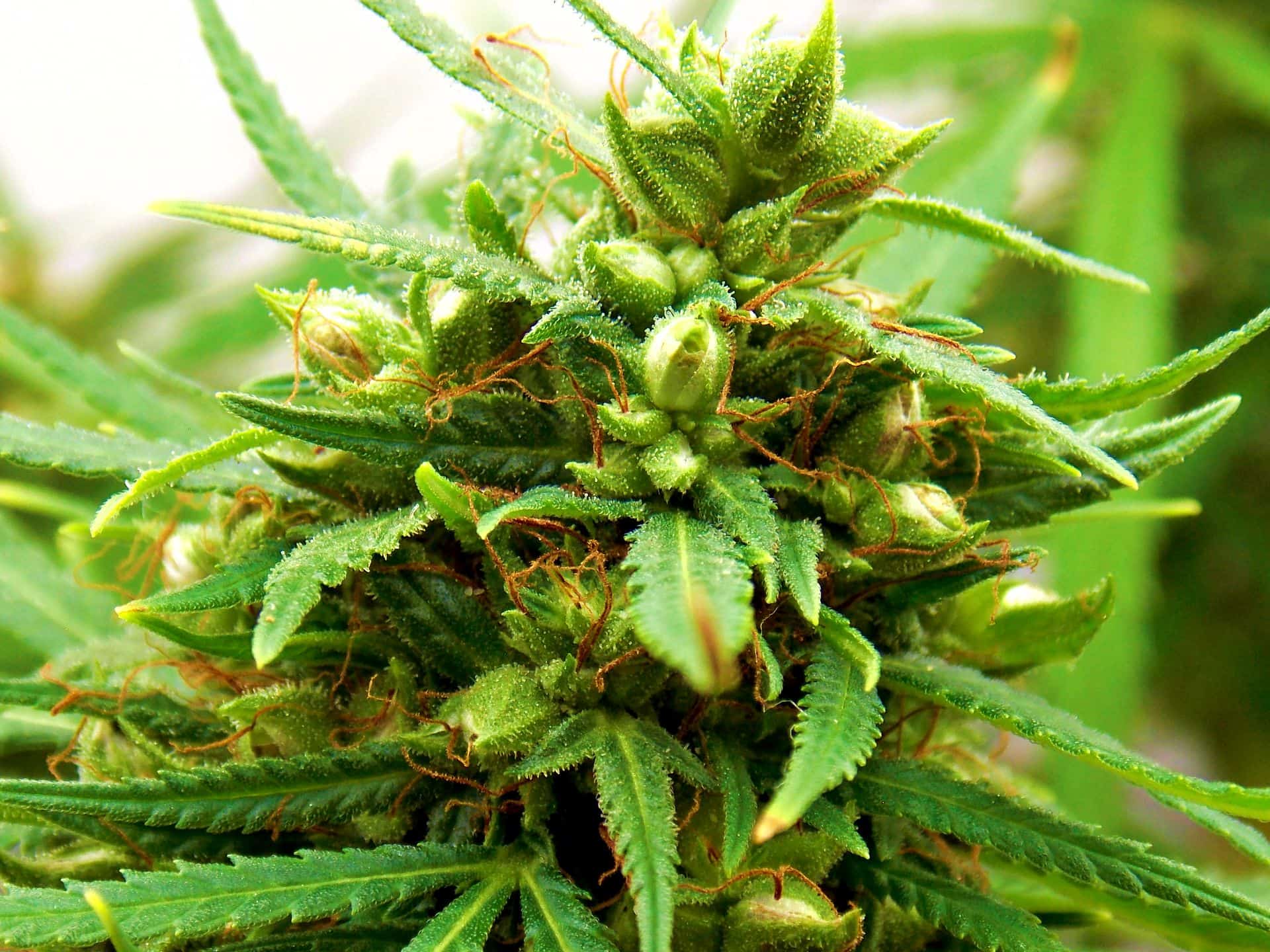 Making Feminized Cannabis Seeds