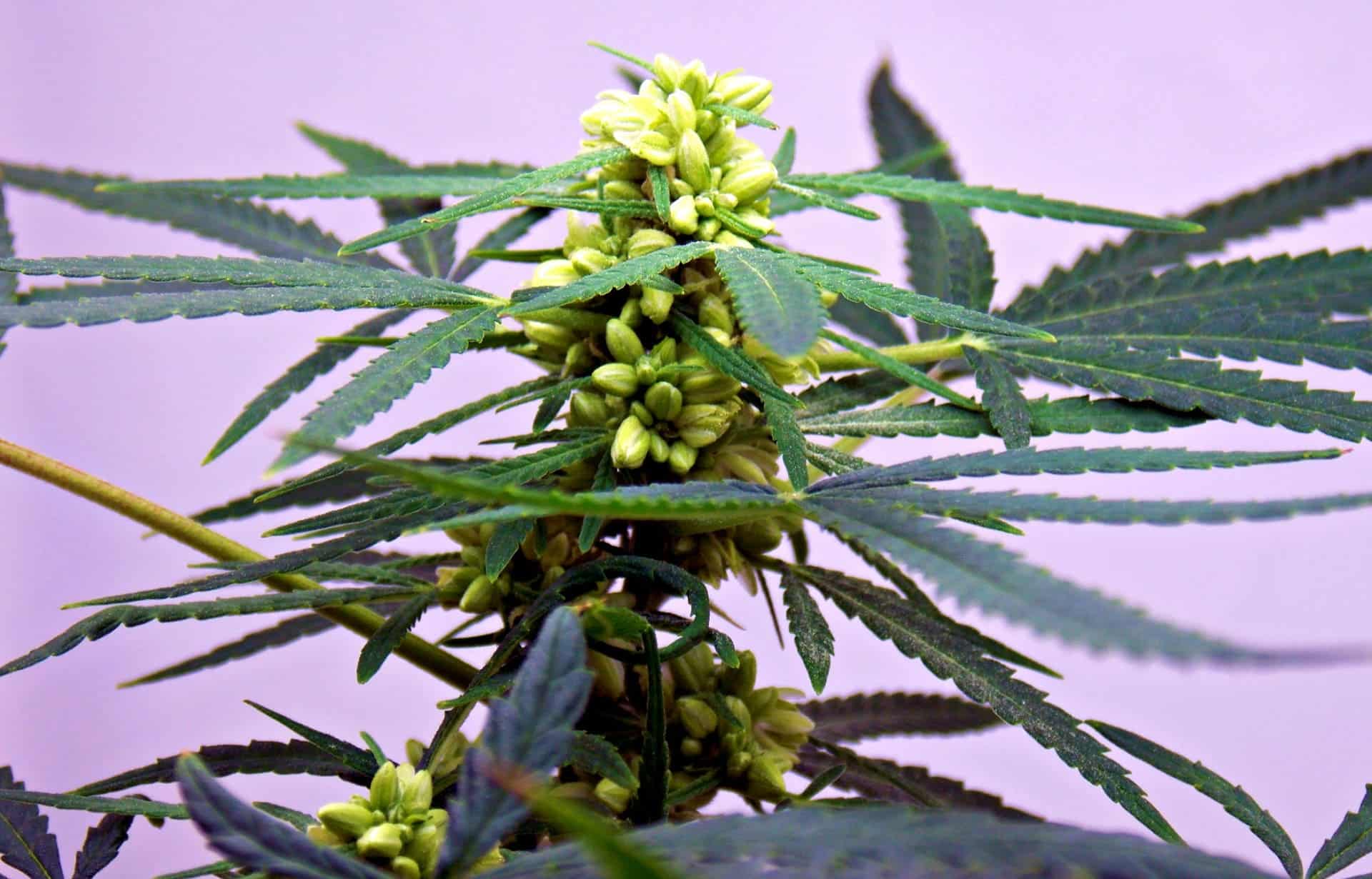 The STS method for breeding feminized Cannabis seeds utilizes a foliar appl...