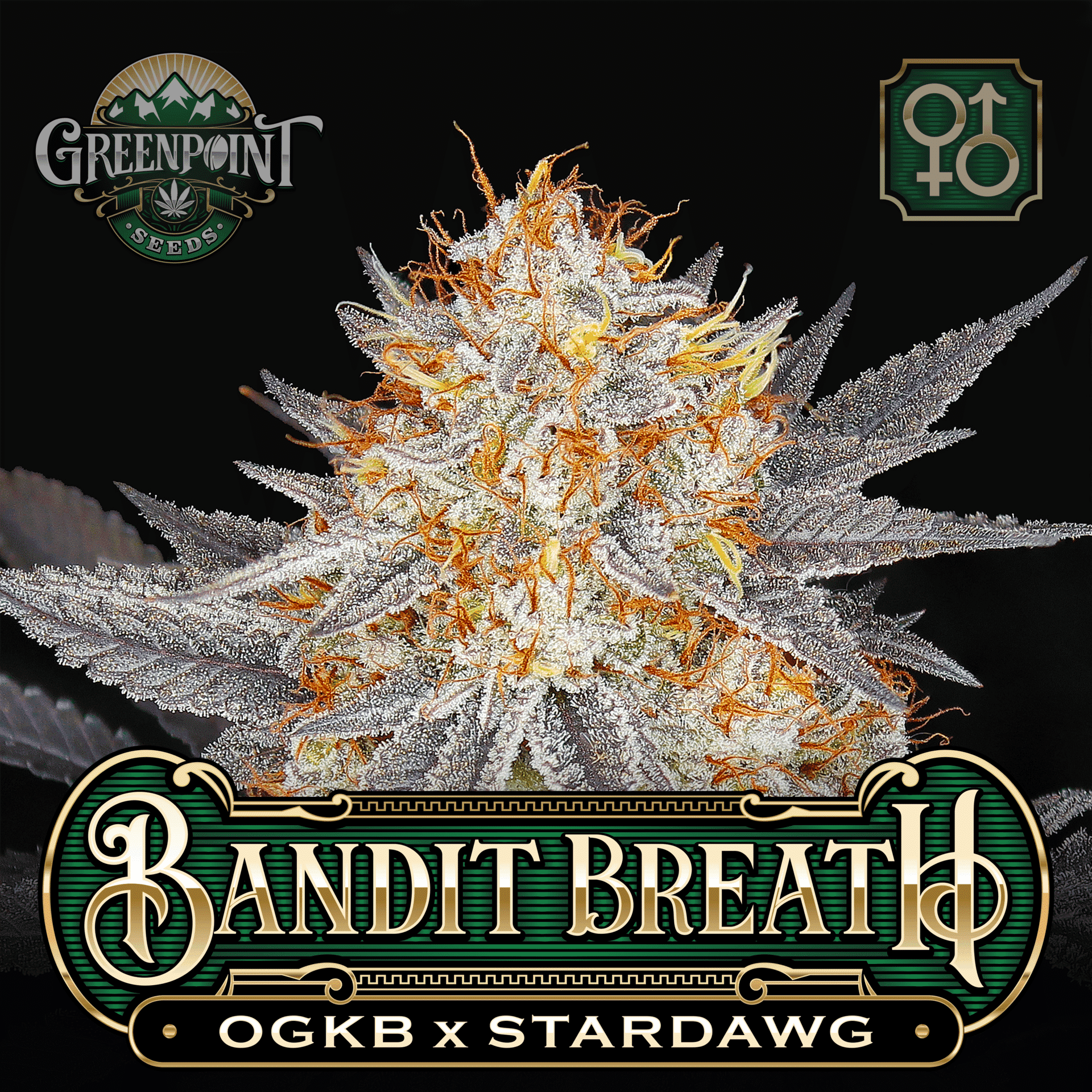 Bandit Breath Seeds - OGKB x Stardawg Strain