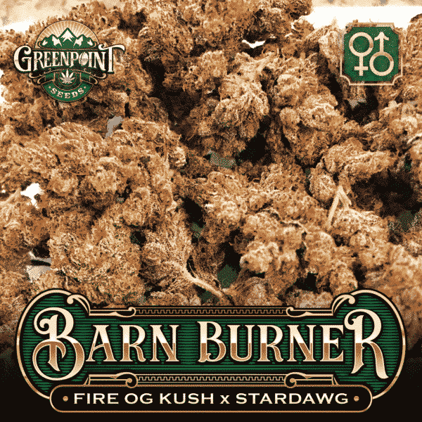 Fire OG Kush x Stardawg Seeds | Barn Burner Cannabis Seeds - US Seed Bank