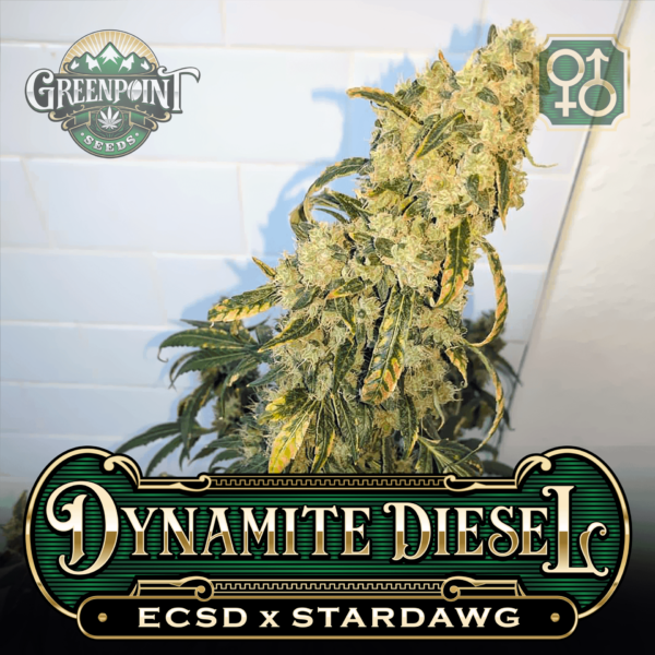 ECSD x Stardawg Seeds | Dynamite Diesel Cannabis Seeds