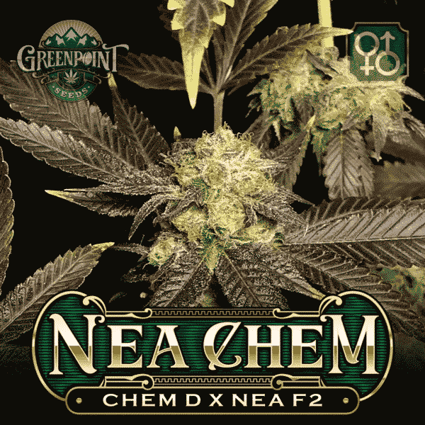 Chem D x Nea F2 Seeds - Nea Chem Cannabis Seeds - US Seed Bank