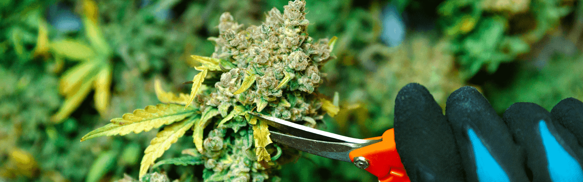 Trimming Cannabis Buds Trimming Cannabis Buds