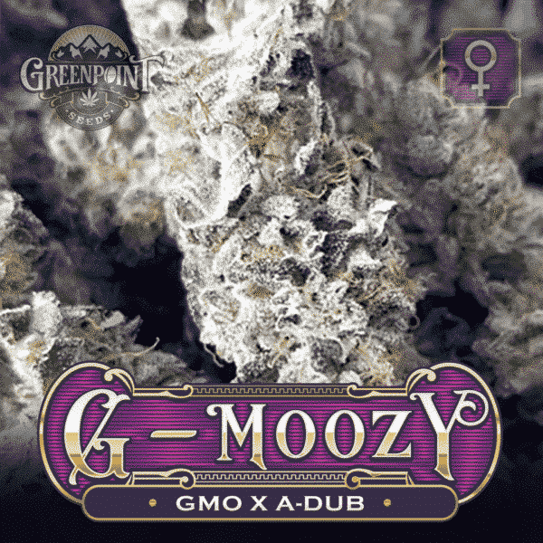 GMO x A-Dub Seeds - G-Moozy Cannabis Seeds - Colorado Seed Bank