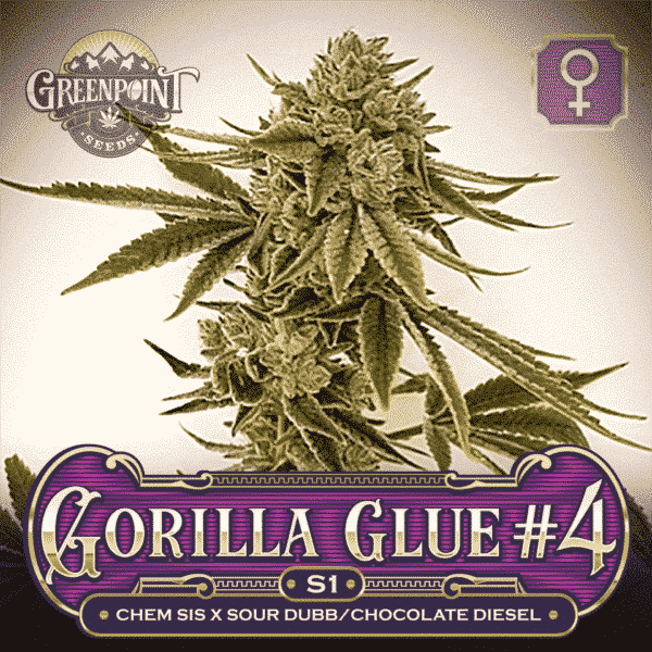 Gorilla Glue #4 x Gorilla Glue #4 Seeds - Gorilla Glue S1 Feminized Cannabis Seeds - US Seed Bank