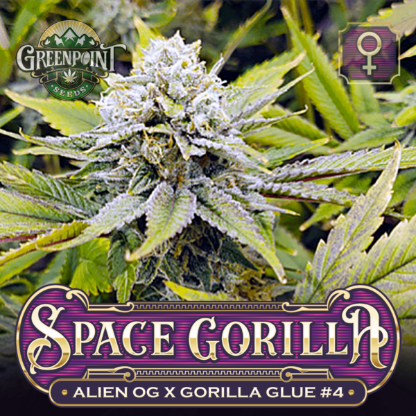 Alien OG x Gorilla Glue #4 Seeds - Space Gorilla Cannabis Seeds