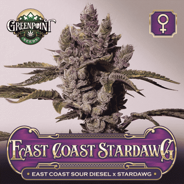 East Coast Sour Diesel x Stardawg Seeds - East Coast Stardawg Cannabis Seeds
