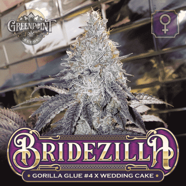 Gorilla Glue #4 x Wedding Cake Seeds - Bridezilla Cannabis Seeds - Colorado Seed Bank
