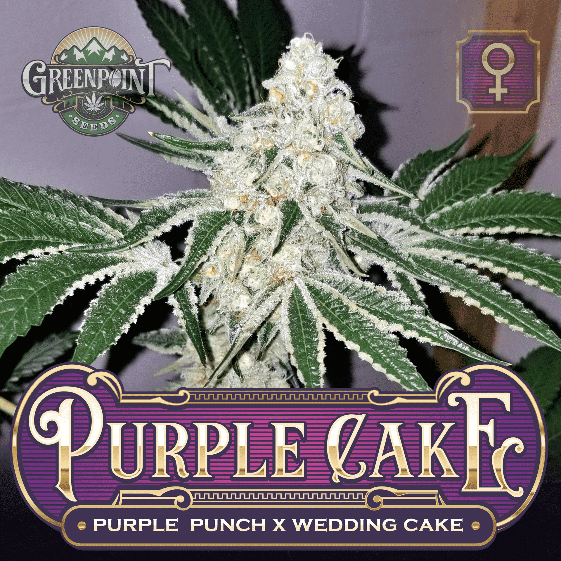 Purple Cake Cannabis Seeds Purple Greenpoint Seeds