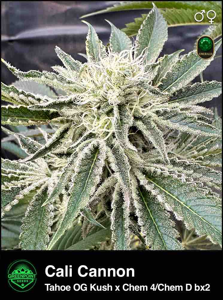 California Cannon cannabis strain by Greenpoint Seeds