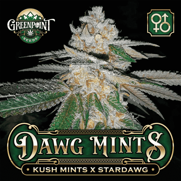 Kush Mints x Stardawg Cannabis Seeds - Dawg Mints Strain - Greenpoint Seeds