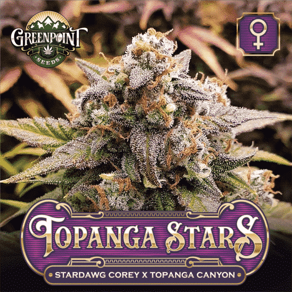 Topanga Stars Feminized Cannabis Seeds - Stardawg Corey x Topanga Canyon Strain - Greenpoint Seeds