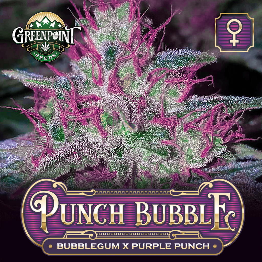 purple bubble gum strain