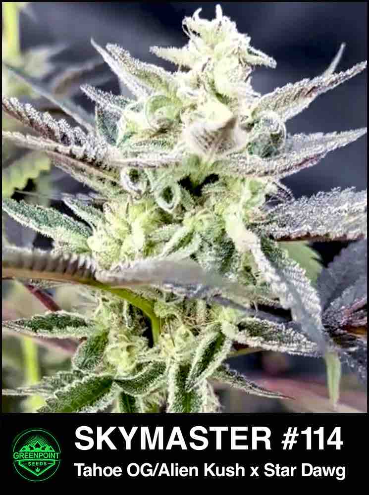 Sky Master cannabis strain by Greenpoint Seeds