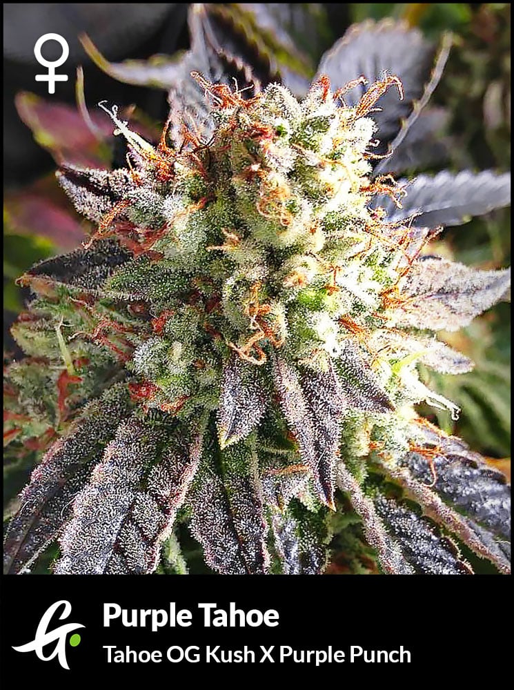 Purple Tahoe Cannabis Seeds - Tahoe OG Kush x Purple Punch