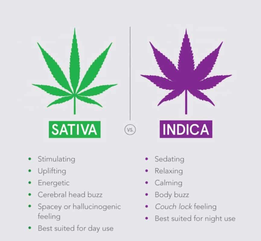 Indica vs Sativa Cannabis Seeds