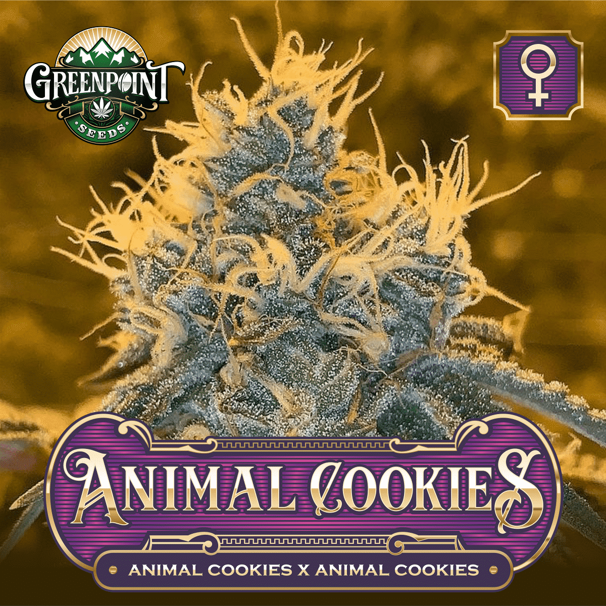 Animal Cookies Buy Animal Cookies Seeds Greenpoint Seeds